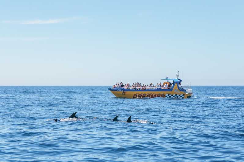 Albufeira: 2,5-timers delfinsafari med grottebesøk