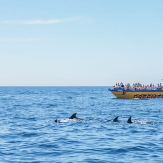 Albufeira: 2,5-godzinny rejs do jaskiń i obserwacja delfinów