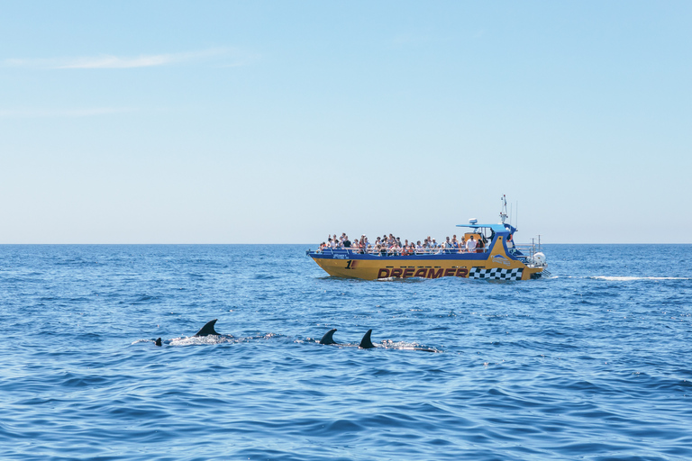 Albufeira: 2,5-godzinny rejs do jaskiń i obserwacja delfinów