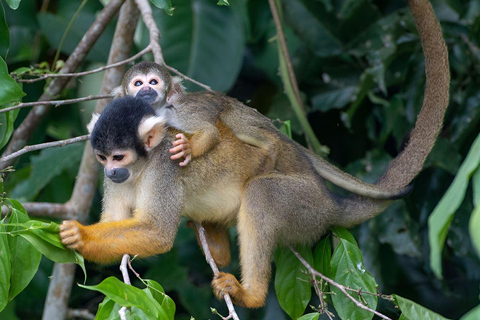Manu 2 Days: Jungle Adventure and Wildlife Watching