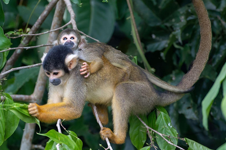 Manu 2 Days: Jungle Adventure and Wildlife Watching