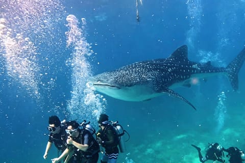 Cebu: Oslob Whale Sharks Scuba Dive & Sardine Run Snorkeling - Image 2