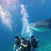 Cebu: Oslob Whale Sharks Scuba Dive & Sardine Run Snorkeling Cebu: Oslob Whale Sharks Scuba Dive & Sardine Run Snorkeling