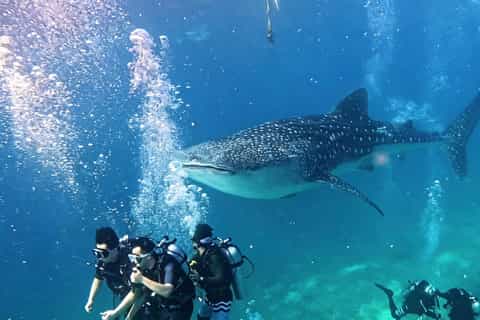 Cebu: Oslob Whale Sharks Scuba Dive & Sardine Run Snorkeling - Image 3