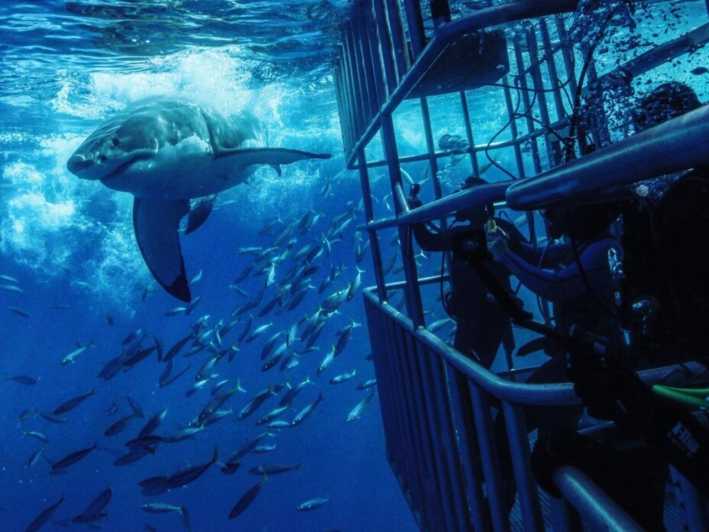 From Cape Town: Shark Cage Diving and Penguin Tour