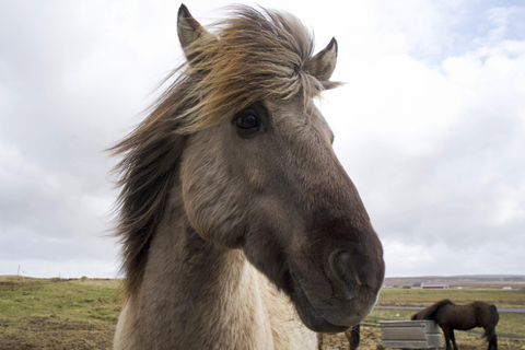 Reykjavik Combo: Horse Riding & Snorkeling in Silfra Fissure