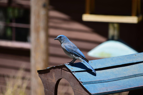 From Scottsdale: Madera Canyon Full-Day Nature Tour