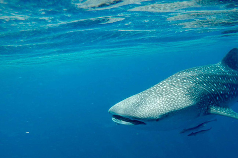 Mascate: passeio de barco particular pelas Ilhas Daymaniyat com mergulho com snorkel