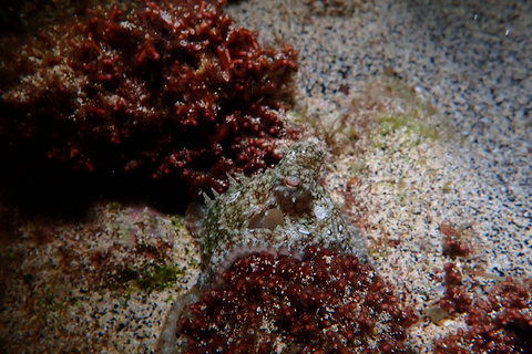 Night Snorkeling: An unforgettable experience!