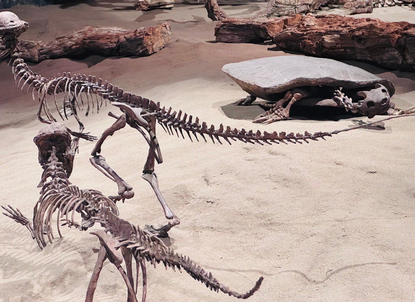 Badlands-tur: Drumheller med museum, hoodoos og dinosaurer