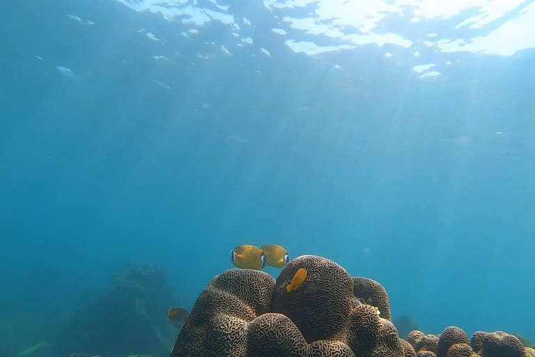 Koh Tao: Premium Snorkel Tour to Koh Nangyuan Bays by Oxygen