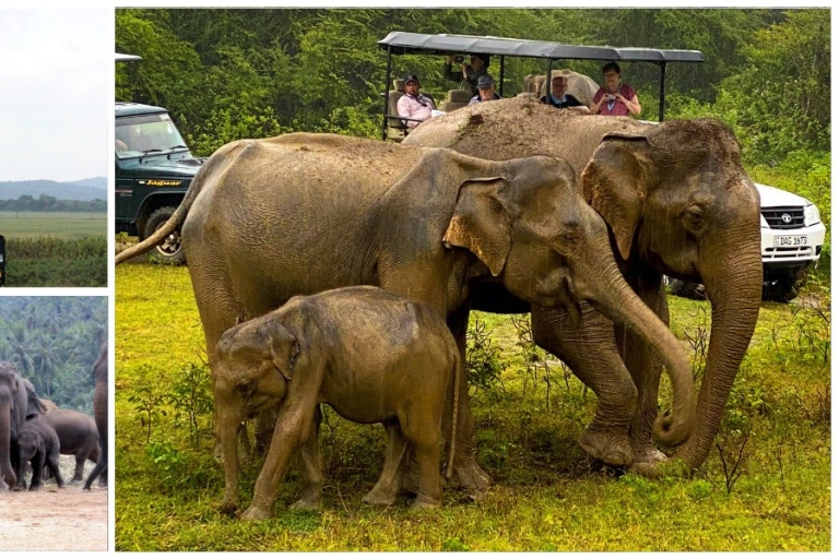 Día con elefantes en el parque nacional y campamento de tránsito de UdawalaweDía con elefante en el parque nacional y campamento de tránsito de Udawalawe