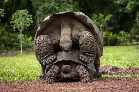 Zanzibar: Red Monkeys Forest Tour, Butterfly & Reptile Park. This option, No Hotel Pickup.