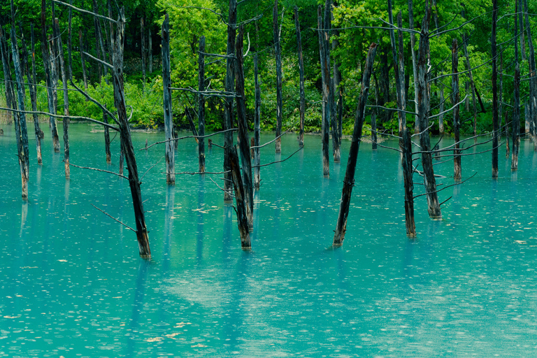 Hokkaido Summer Nature Experience: Furano & Biei