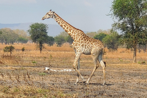 BEST DAY TRIP SAFARI FROM ZANZIBAR TO MIKUMI PARK BY FLIGHT