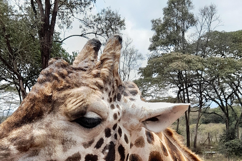 Nairobi: Parco nazionale, orfanotrofio degli elefanti e tour delle giraffe