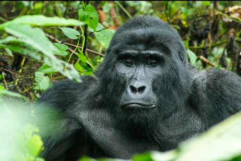 THREE (3) DAYS UGANDA GORILLA SAFARI WITH LAKE BUNYONYI.