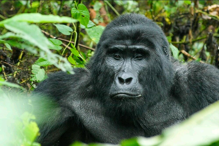THREE (3) DAYS UGANDA GORILLA SAFARI WITH LAKE BUNYONYI.