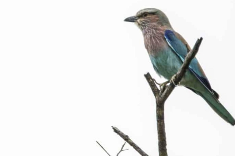 Victoria watervallen: VogelspottenPrivé vogelreis