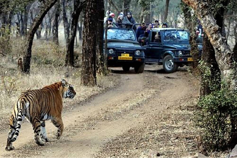 Visite du parc national de Sariska le même jour depuis Delhi