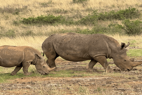 Parco Nazionale di Nairobi Game Drive