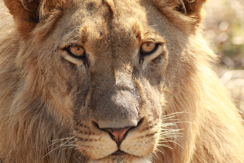 Lusaka: Lower Zambezi & Livingstone Guided Tour