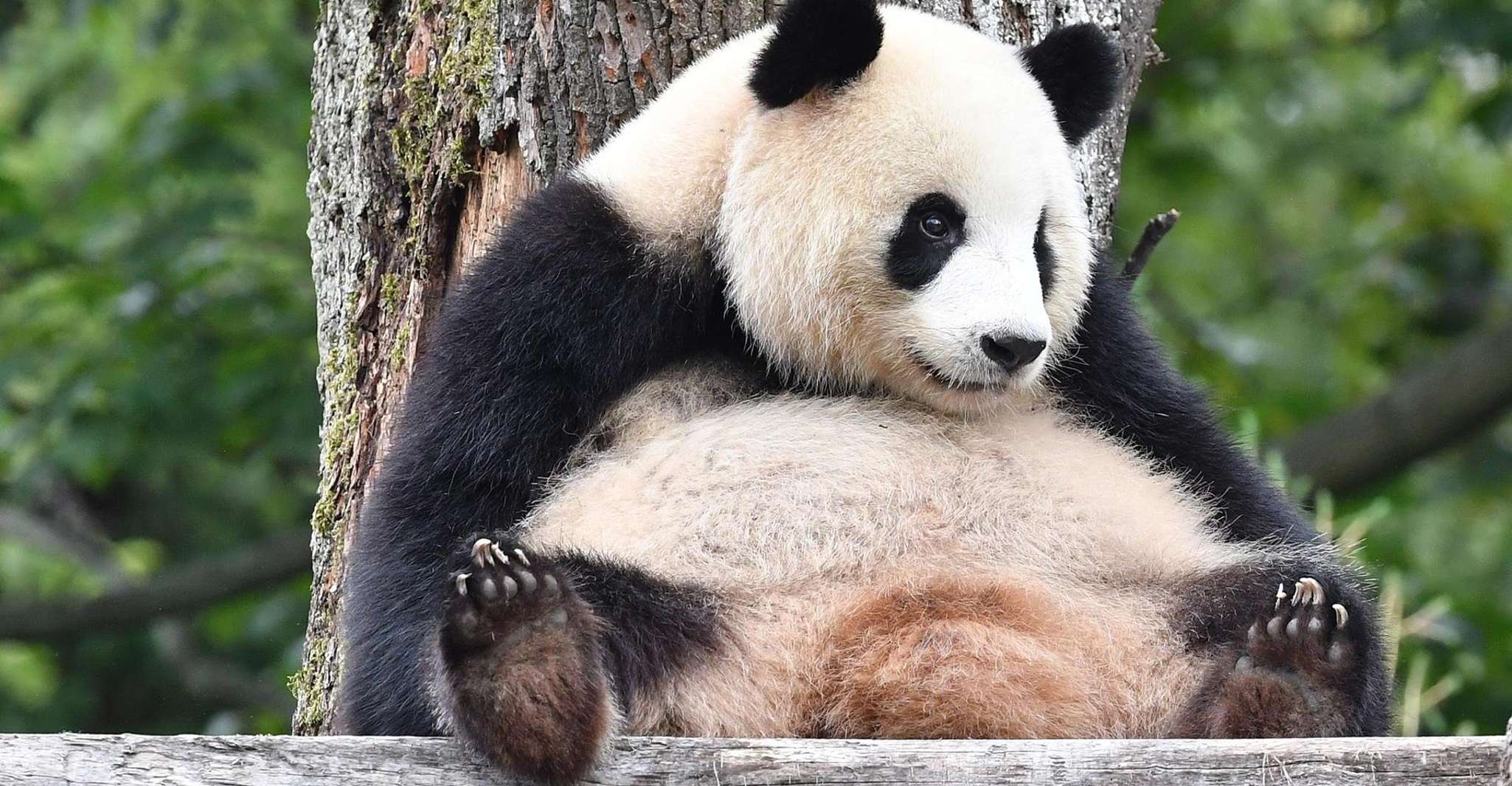 Shanghai: Shanghai Zoo Entry Ticket with Pandas photo 5