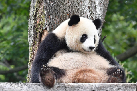 Shanghai: Shanghai Zoo Entry Ticket (Guide Optional) Shanghai Zoo Entry Ticket