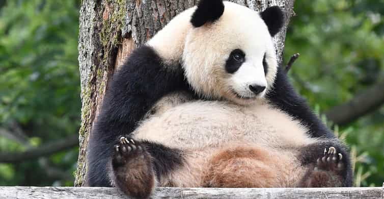 Shanghai: Shanghai Zoo Entry Ticket with Pandas photo 5