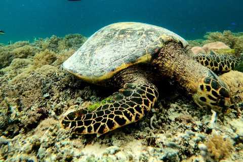 Lombok: Private Gili Islands Snorkeling Experience