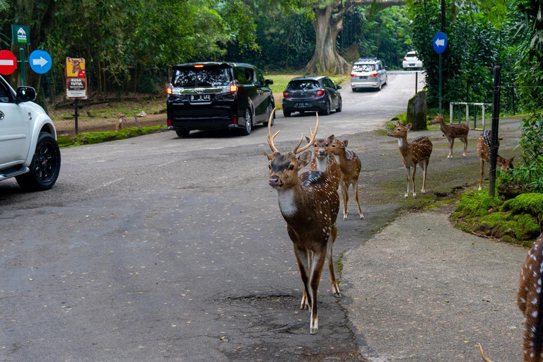 From Jakarta: Safari Park, Botanical w/ Lunch & Transfer