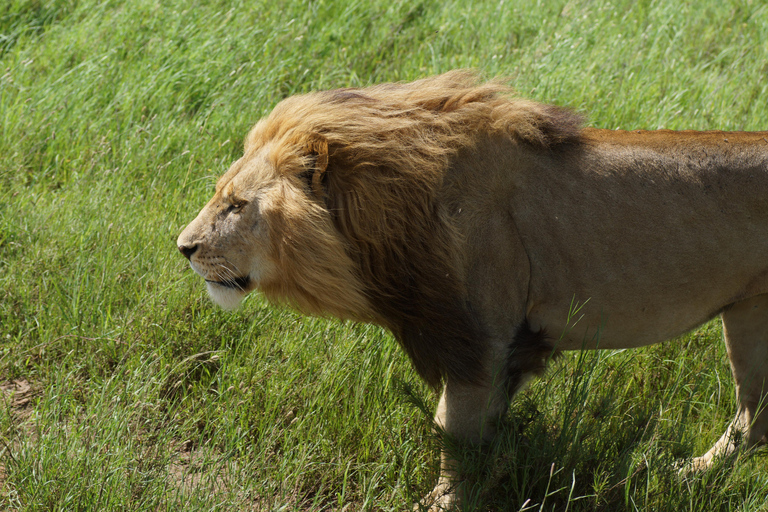 Kilimanjaro: 2-Day Private Trip, Hike, & Ngorongoro Crater