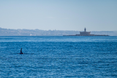 Lisbon: Ocean Safari with Marine Biologists
