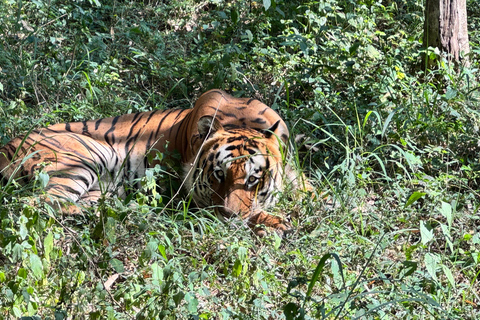 Safari en Jeep por la Vida Salvaje en Bannerghatta con Traslado Privado