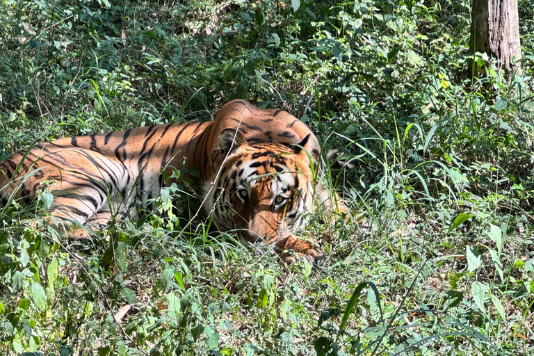 Safari en Jeep por la Vida Salvaje en Bannerghatta con Traslado Privado
