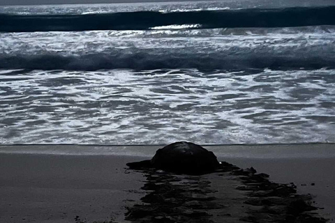 Boa Vista: Ethical Sea Turtle Conservation Camp with a Biologist