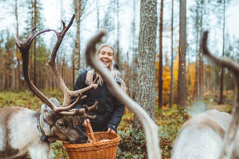 Rovaniemi: Caminhada com renas