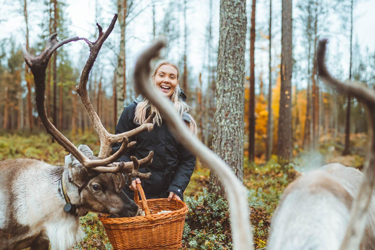 Rovaniemi: Caminhada com renas