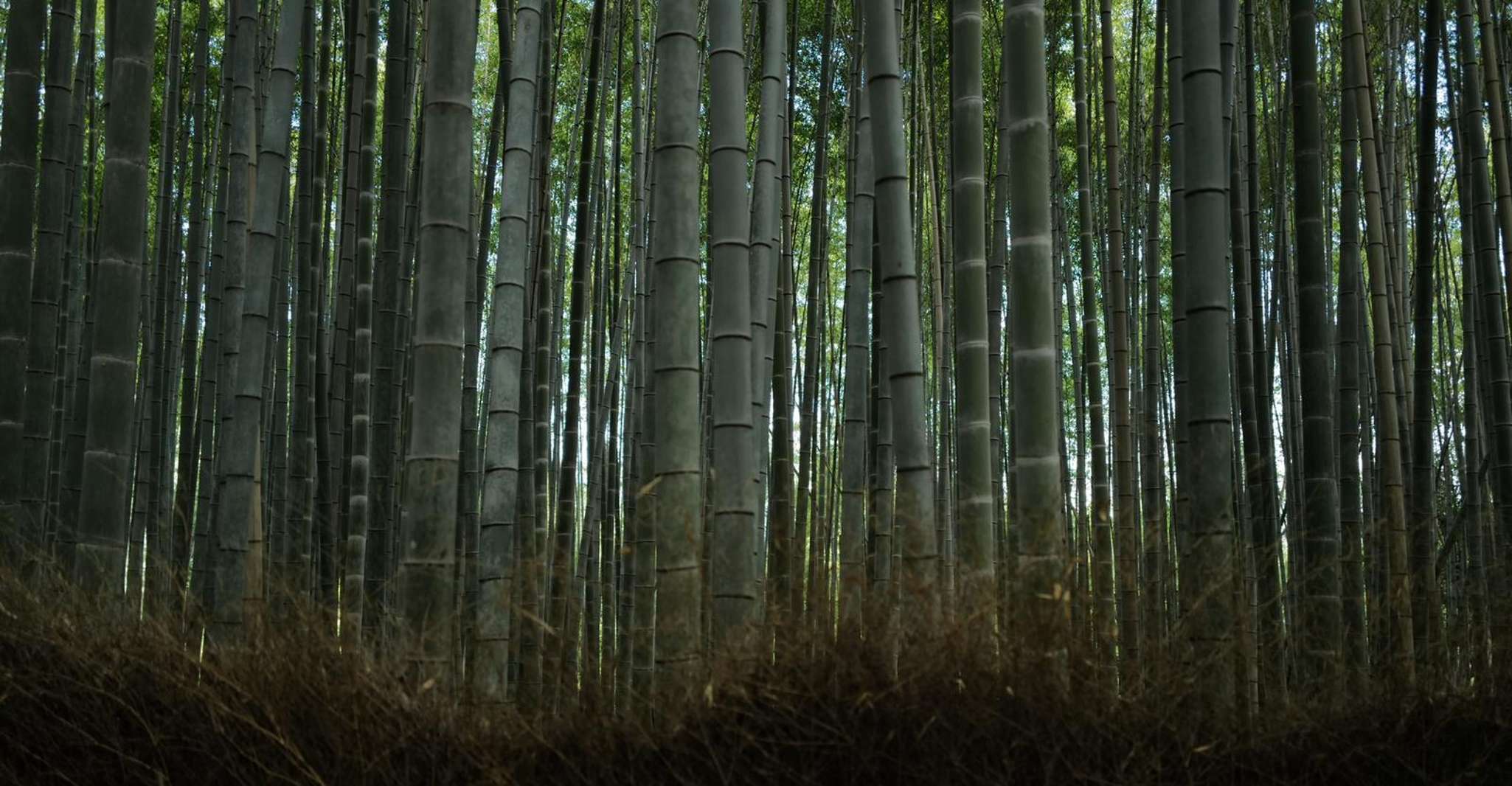 Kyoto: Early Morning Tour with English-Speaking Guide photo 10