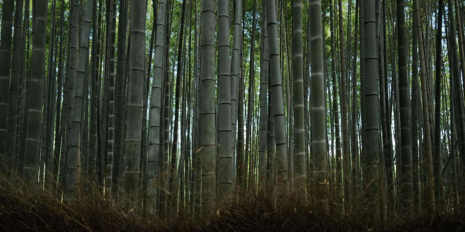 Kyoto experience — temples, geisha, bamboo grove — image 9