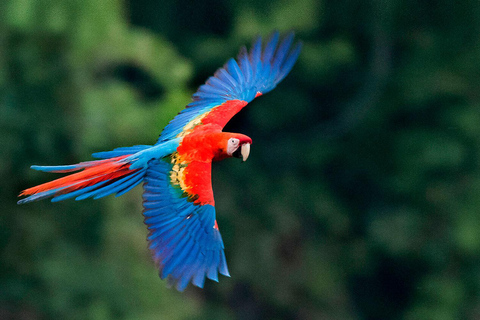 VOLLE DAG| Het Ara Reservaat in Tambopata