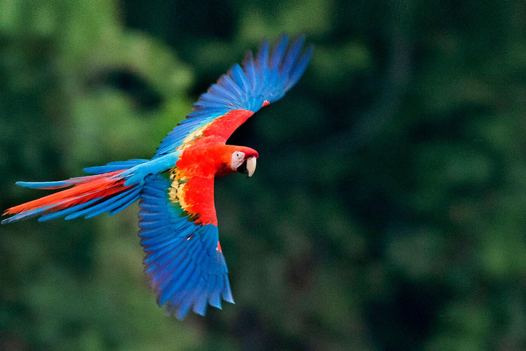 HELA DAGEN|| Macaw Sanctuary i Tambopata