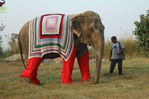 Vanuit Delhi: Taj Mahal Zonsopgang &amp; Olifantenbehoud TourPrivétour Taj Mahal en olifantenreservaat vanuit Delhi