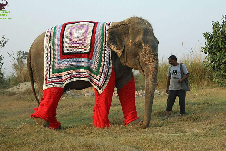 Vanuit Delhi: Taj Mahal Zonsopgang &amp; Olifantenbehoud TourPrivétour Taj Mahal en olifantenreservaat vanuit Delhi