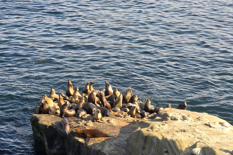 Orange County to San Diego: Guided Day Trip