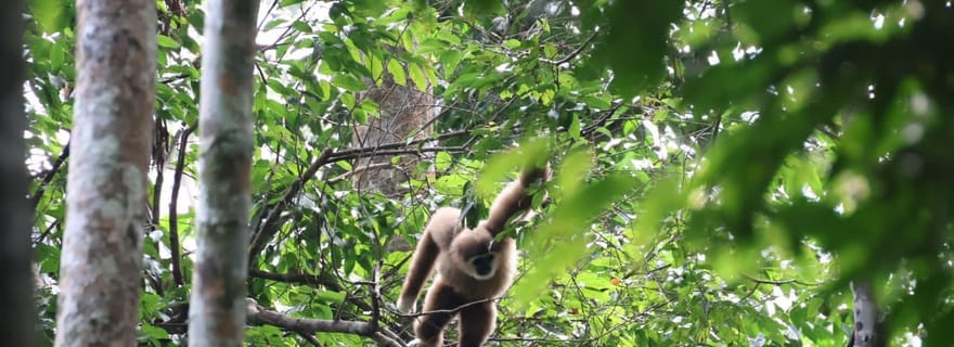 Expédition Orang-outan en 3D2N : depuis Bukit Lawang