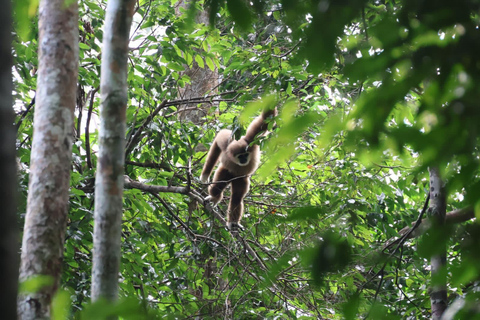 3D2N Orangutan Expedition:from Bukit Lawang "3-Day Orangutan Expedition & Jungle Camping in Bukit Lawang