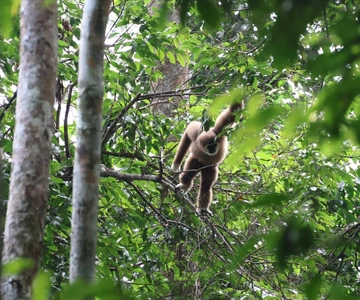 3D2N Orangutan Expedition:from Bukit Lawang