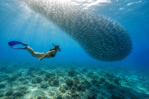 Cebu: 2-Day Camping, Kawasan & Moalboal Adventure