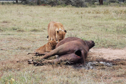 3 Days of Wildlife Wonder in Amboseli National Park